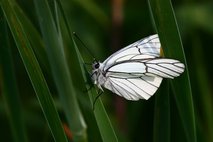 iris e farfalle